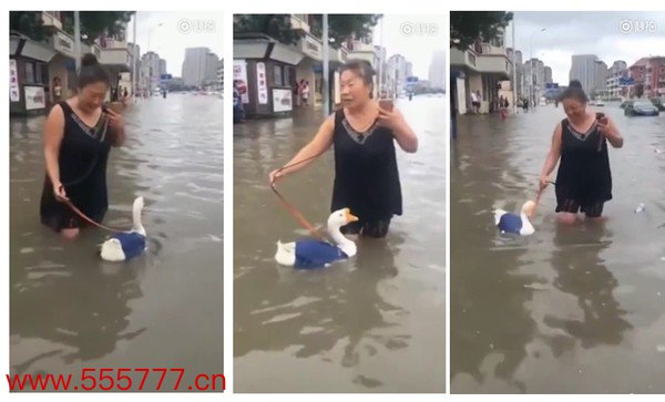 ▲▼颱風過後天津大姐水中「遛鵝」　網友：颱風不要面子啊。（圖／翻攝自新聞晨報）